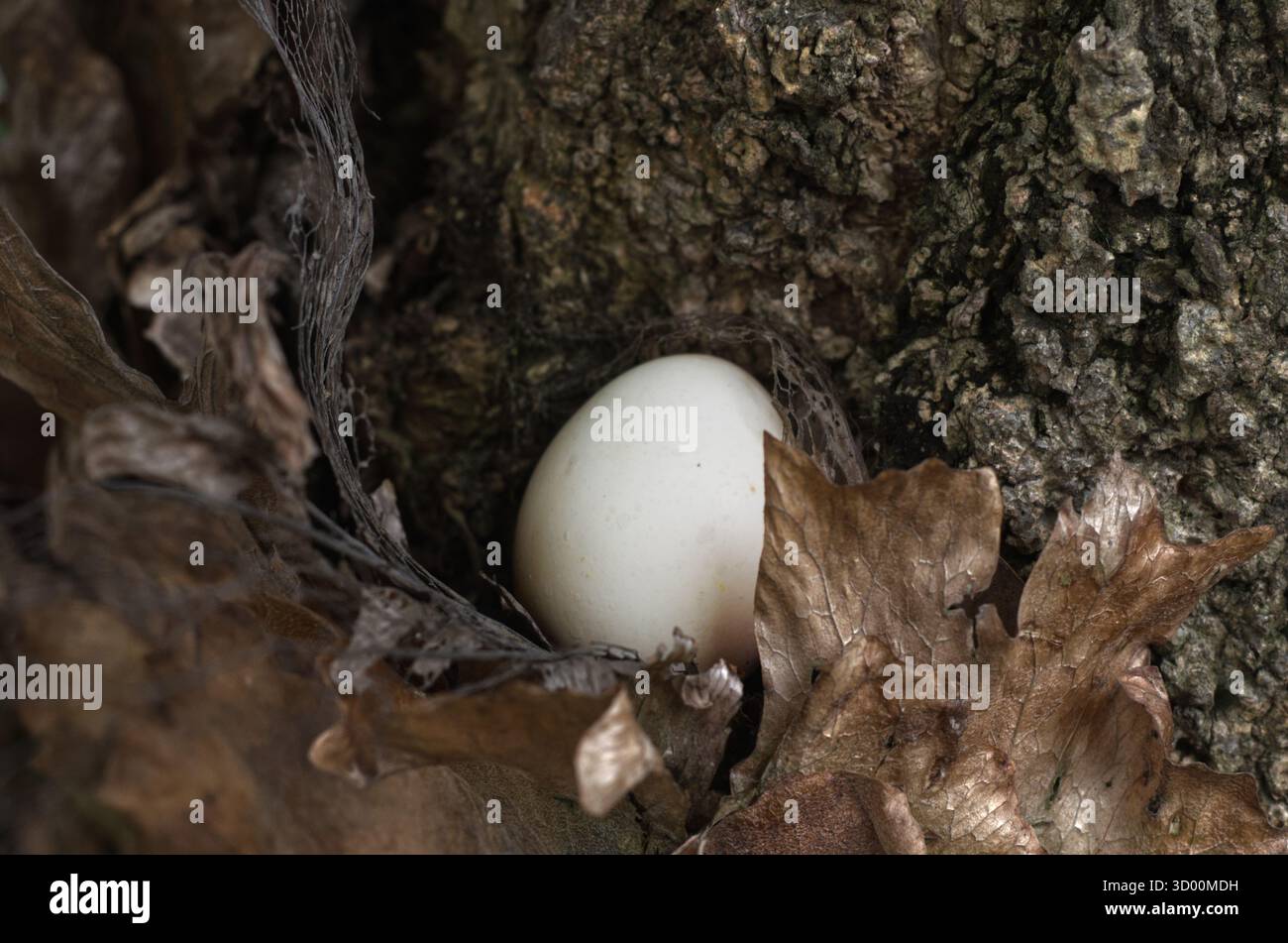 Ei eingebettet zwischen getrockneten Blättern und rauer Baumrinde schafft eine ruhige Waldszene, die an Natur, Geheimnisse und zerbrechliches Leben erinnert. Stockfoto