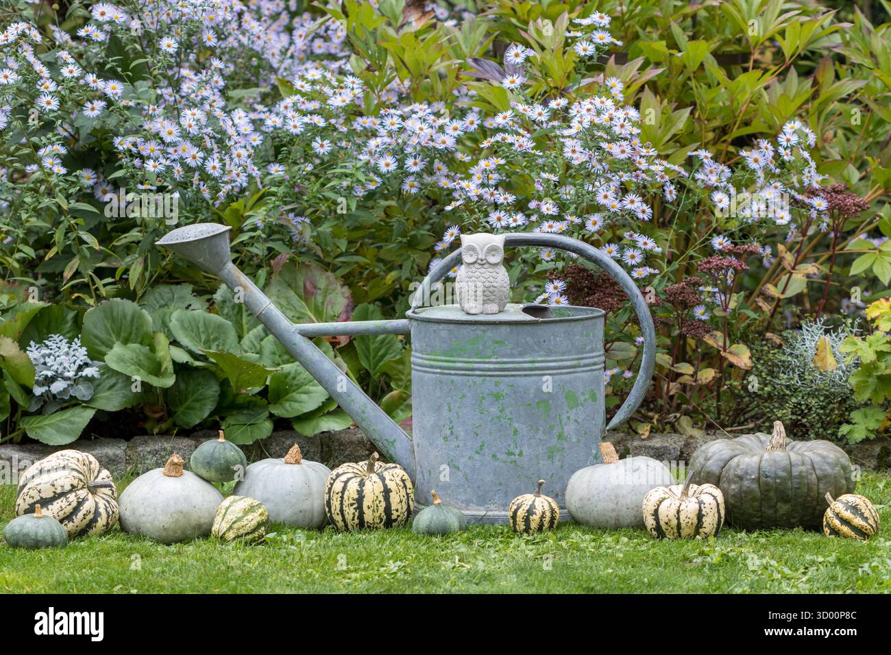 Herbstgartenanordnung mit alter Gießkanne, Kürbissen und japanischen Astern Stockfoto