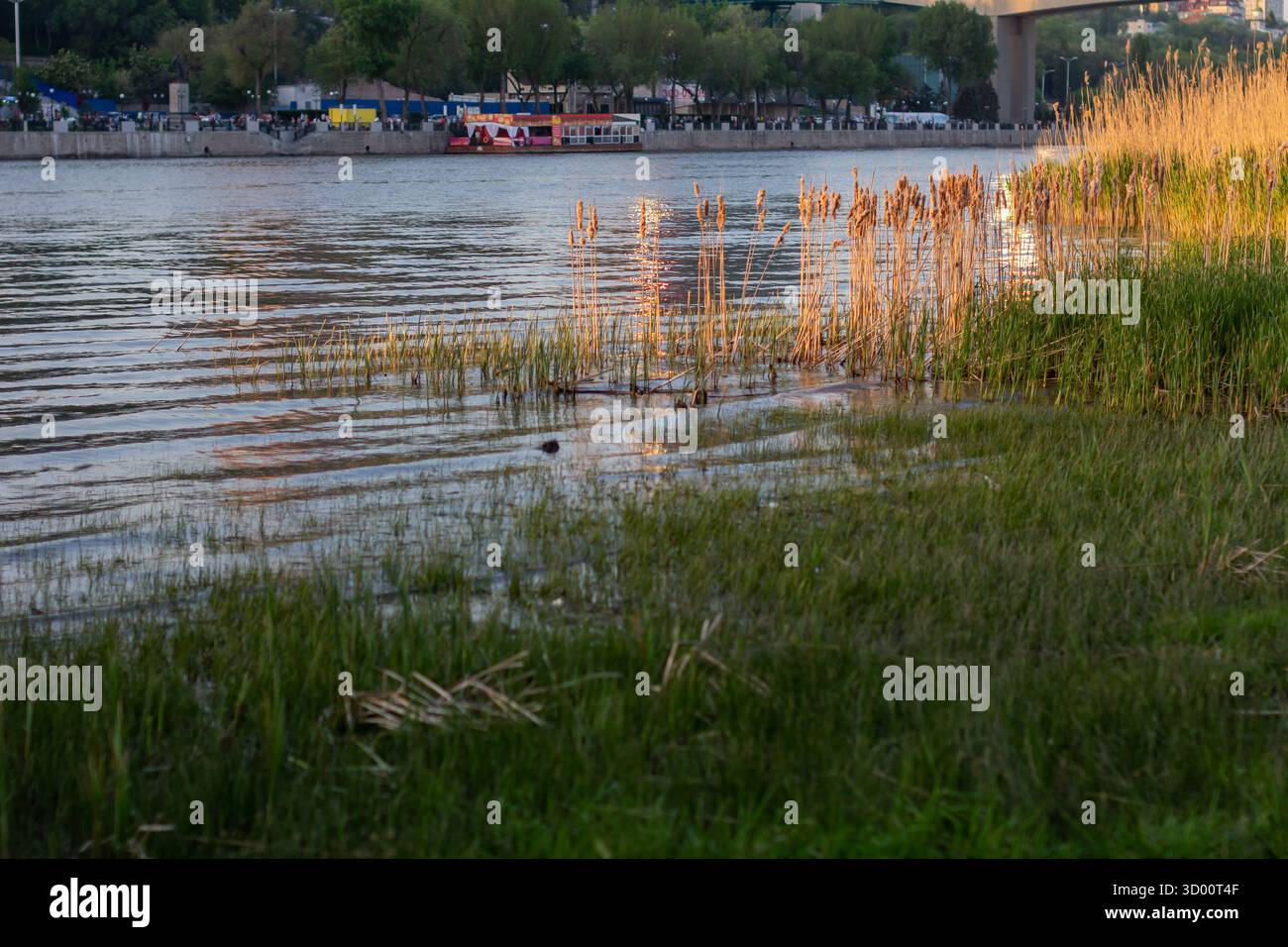 Schilfinseln, die im Fluss wachsen Stockfoto