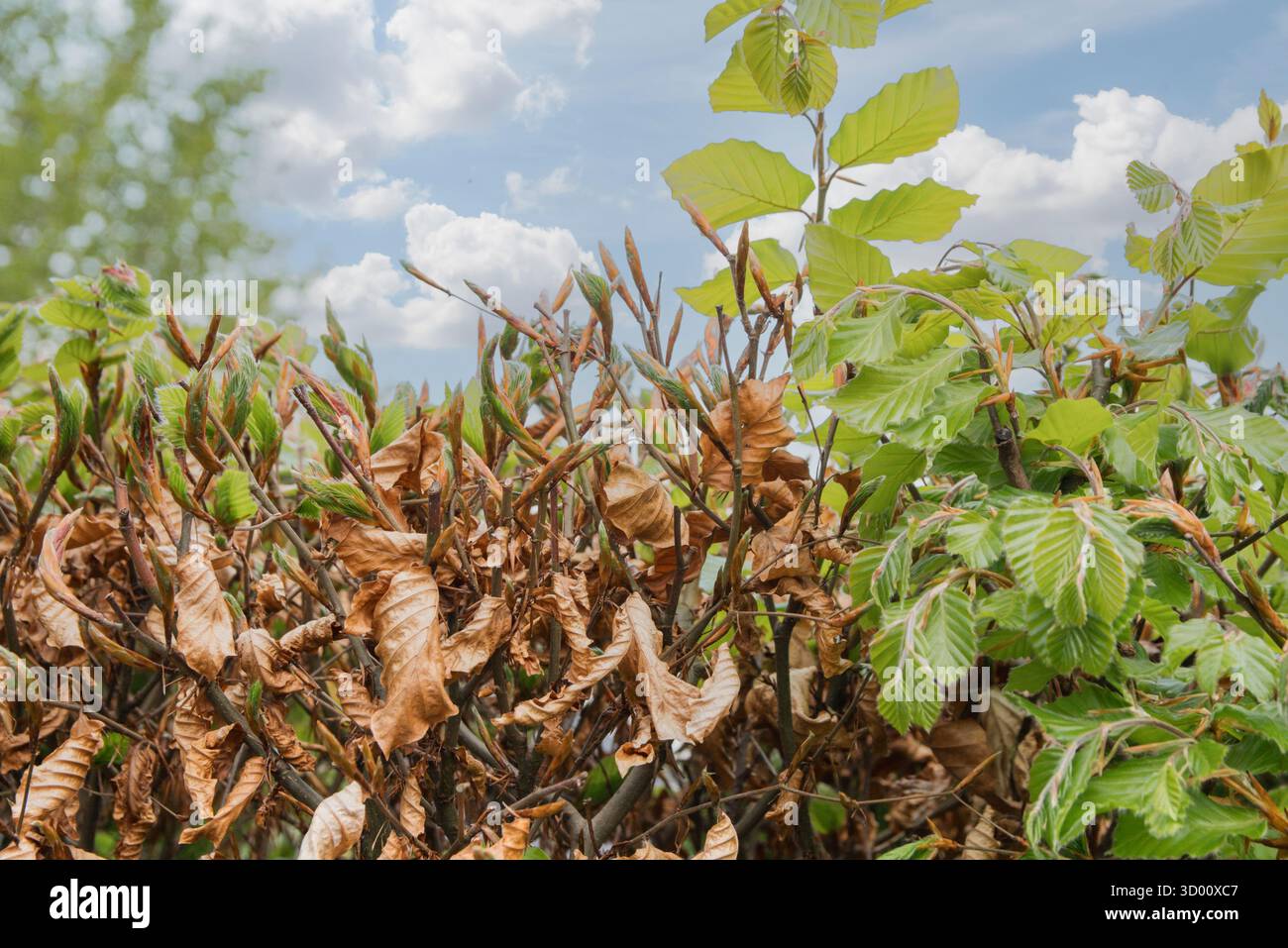 Die Blätter der Kupferbuche fagus silvatica atropurpurea ändern im Frühjahr ihre Farbe Stockfoto