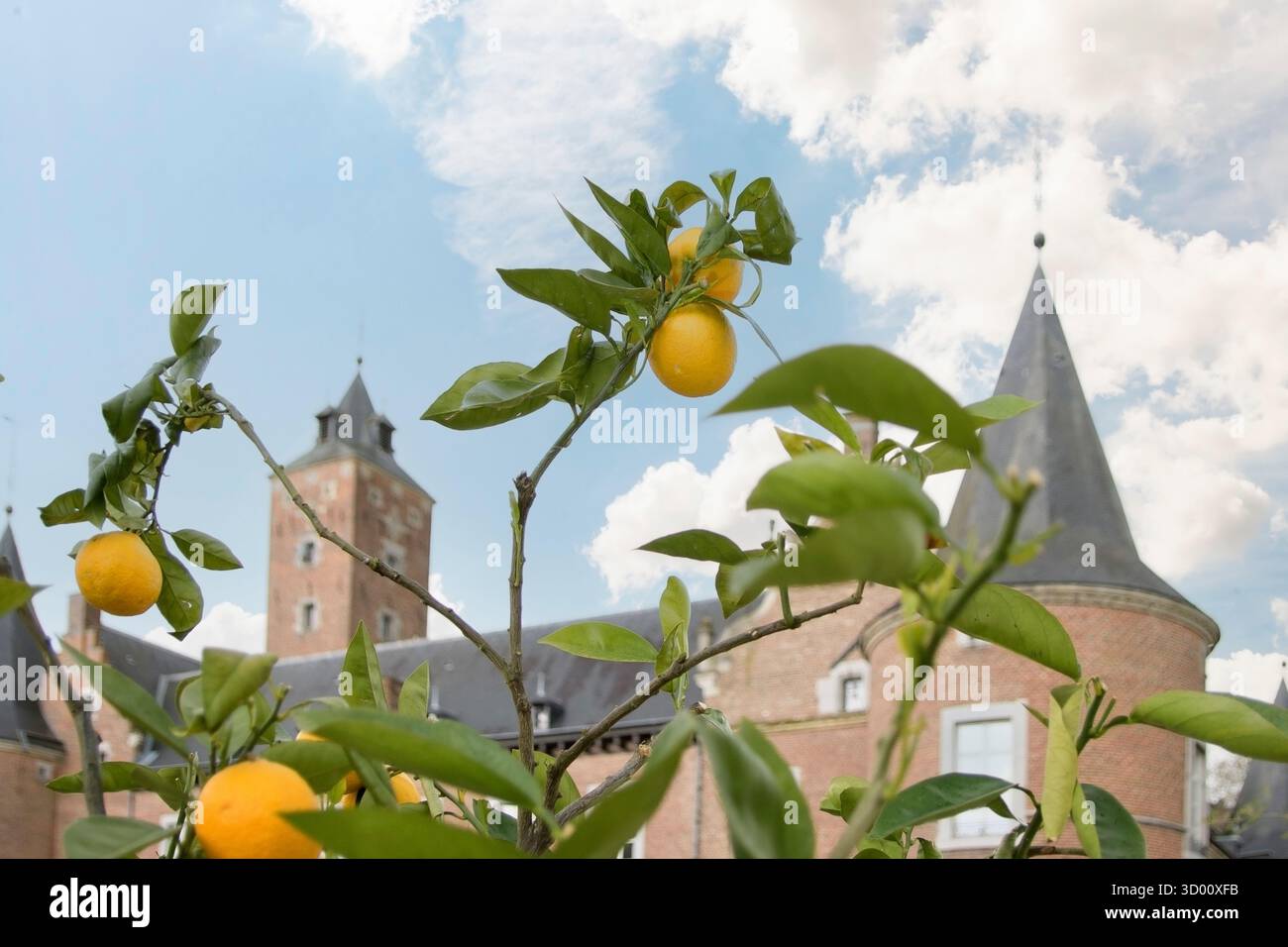 Fruchtige Orangensträucher im Innenhof einer alten europäischen Burg Stockfoto