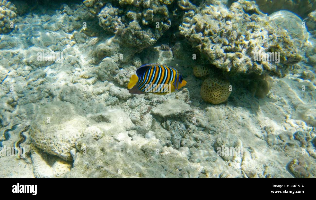 Unterwasserlandschaft am Korallenriff im Roten Meer, Sharm el Sheikh, Südsinai, Ägypten, mit Pygopliten Diacanthus, auch bekannt als Royal Angelfish oder R Stockfoto Unterwasserlandschaft am Korallenriff im Roten Meer, Sharm el Sheikh, Südsinai, Ägypten, mit Pygopliten Diacanthus, auch bekannt als Royal Angelfish oder R Stockfoto