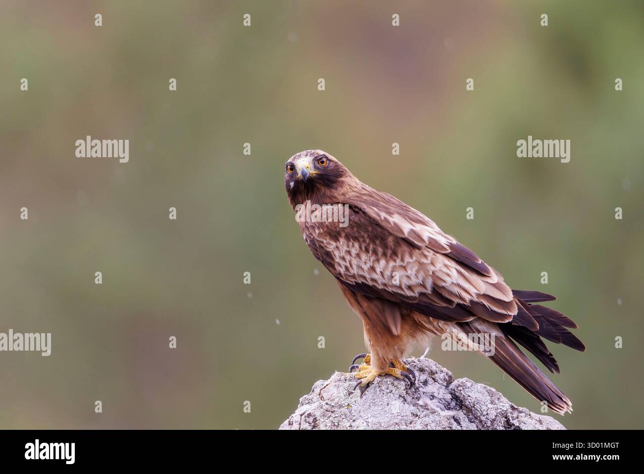 Spanien, Provinz Kastilien-La Mancha, Stiefeladler (Hieraaetus pennatus), männlicher Erwachsener (dunkler Morph), Stockfoto