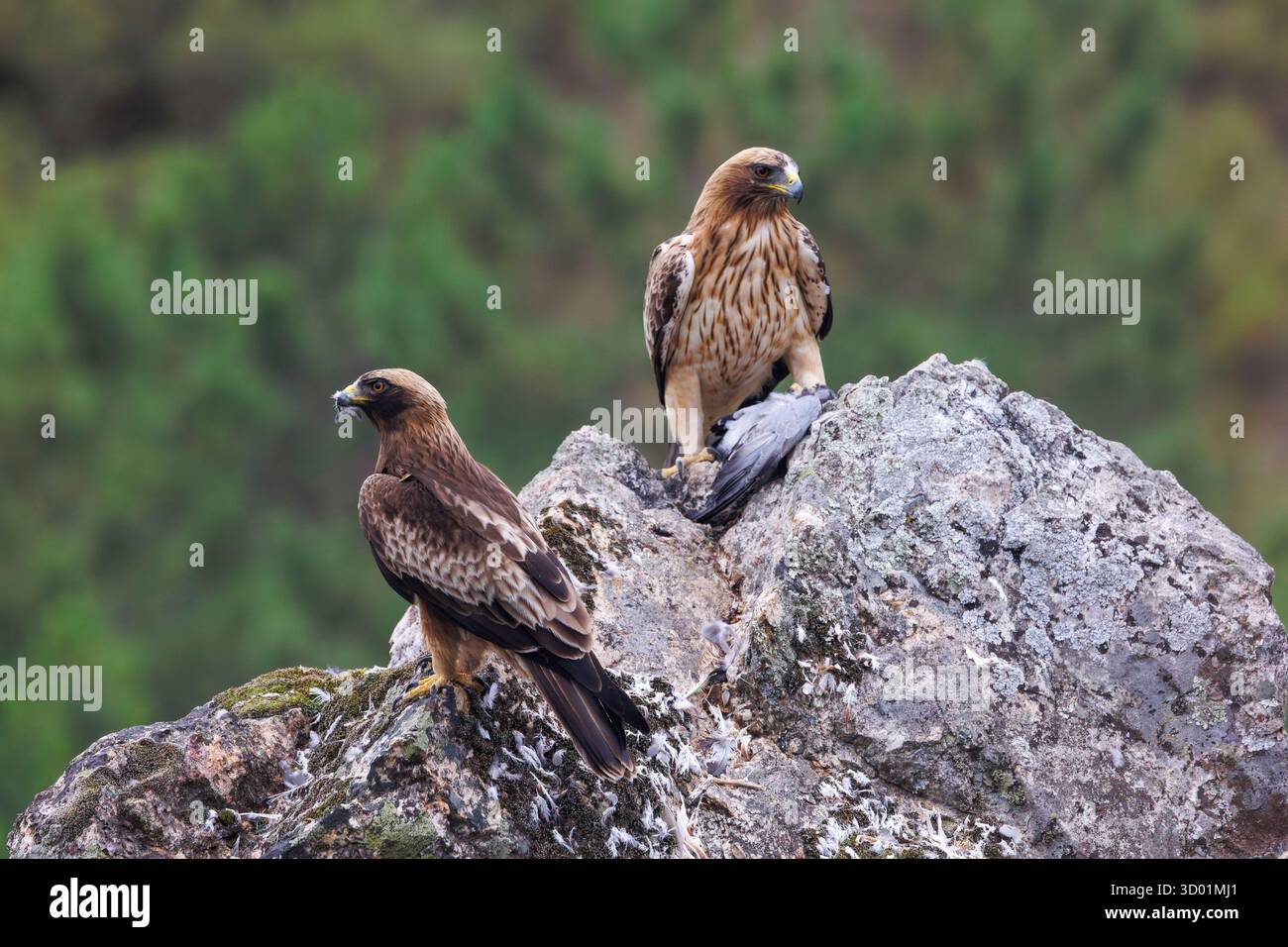 Spanien, Provinz Kastilien-La Mancha, Stiefeladler (Hieraaetus pennatus), erwachsener männlicher (dunkler Morph) und erwachsener weiblicher (heller Morph), auf einem Felsen mit einer Taube Stockfoto