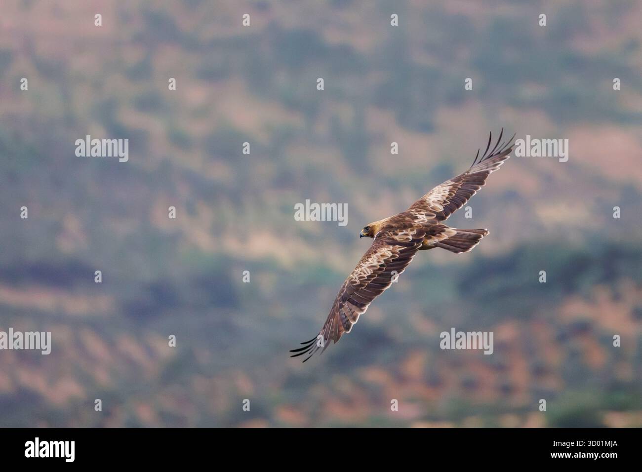 Spanien, Provinz Kastilien-La Mancha, gebooteter Adler (Hieraaetus pennatus), erwachsenes Weibchen (leichte Morph), im Flug Stockfoto