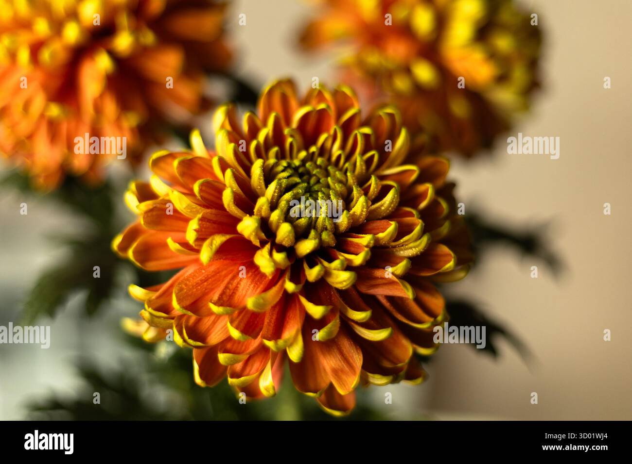Ein gelb-oranges Chrysanthema, bedeckt mit Wassertropfen, die sanft bei natürlichem Tageslicht leuchten. Hochwertige Fotos Stockfoto