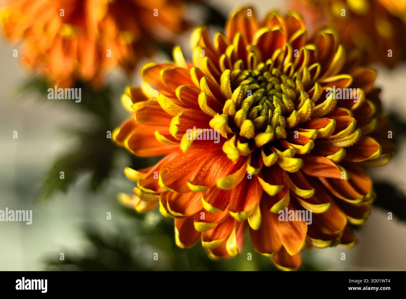 Ein gelb-oranges Chrysanthema, bedeckt mit Wassertropfen, die sanft bei natürlichem Tageslicht leuchten. Hochwertige Fotos Stockfoto
