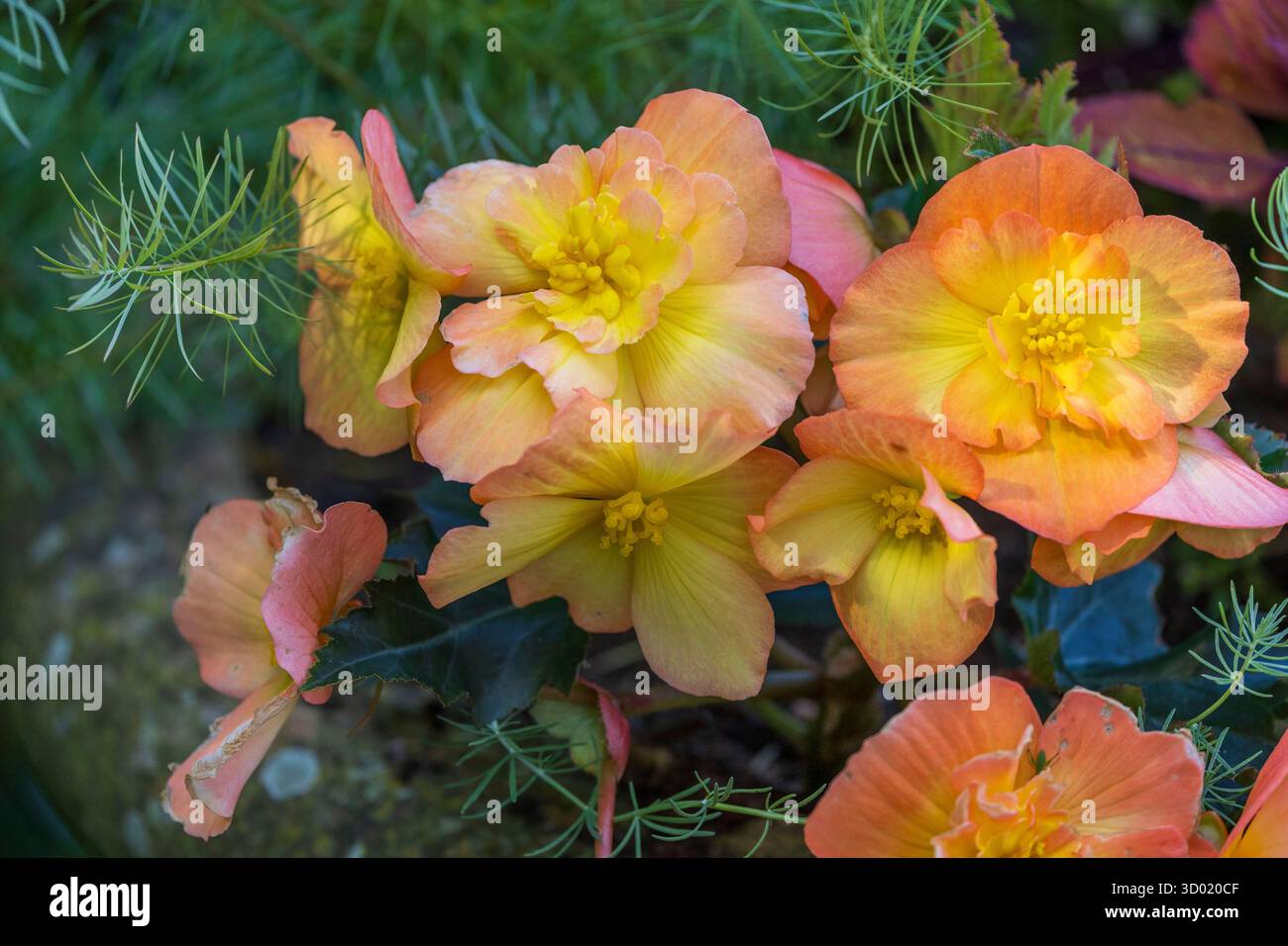 Frankreich, Cotes d'Armor, Plouec du Trieux, Kerfouler Gardens, bemerkenswerter Garten, Begonia Sutherland (Begonia sutherlandii) Stockfoto