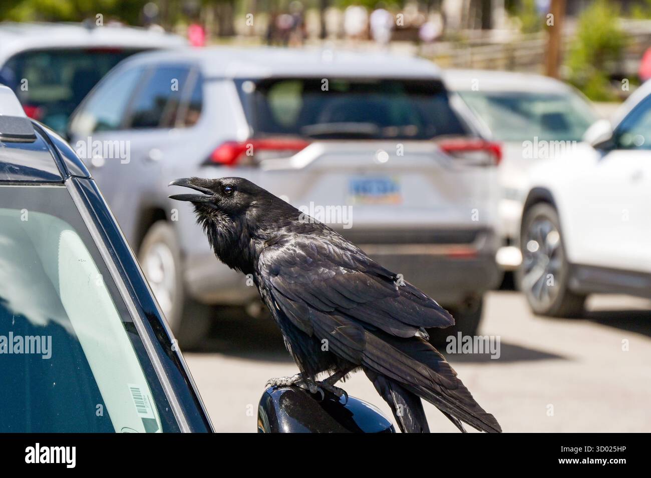 Große Amsel, die auf dem Außenspiegel eines Autos steht und mit offenem Schnabel quietscht Stockfoto