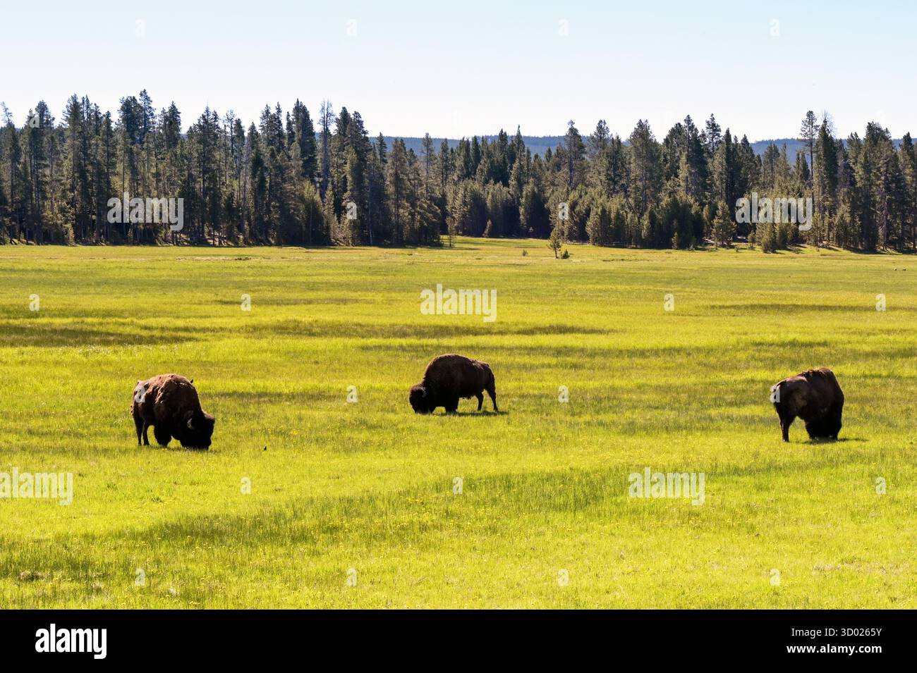 Bisons auf einer Wiese im Yellowstone-Nationalpark. Keine Personen. Stockfoto