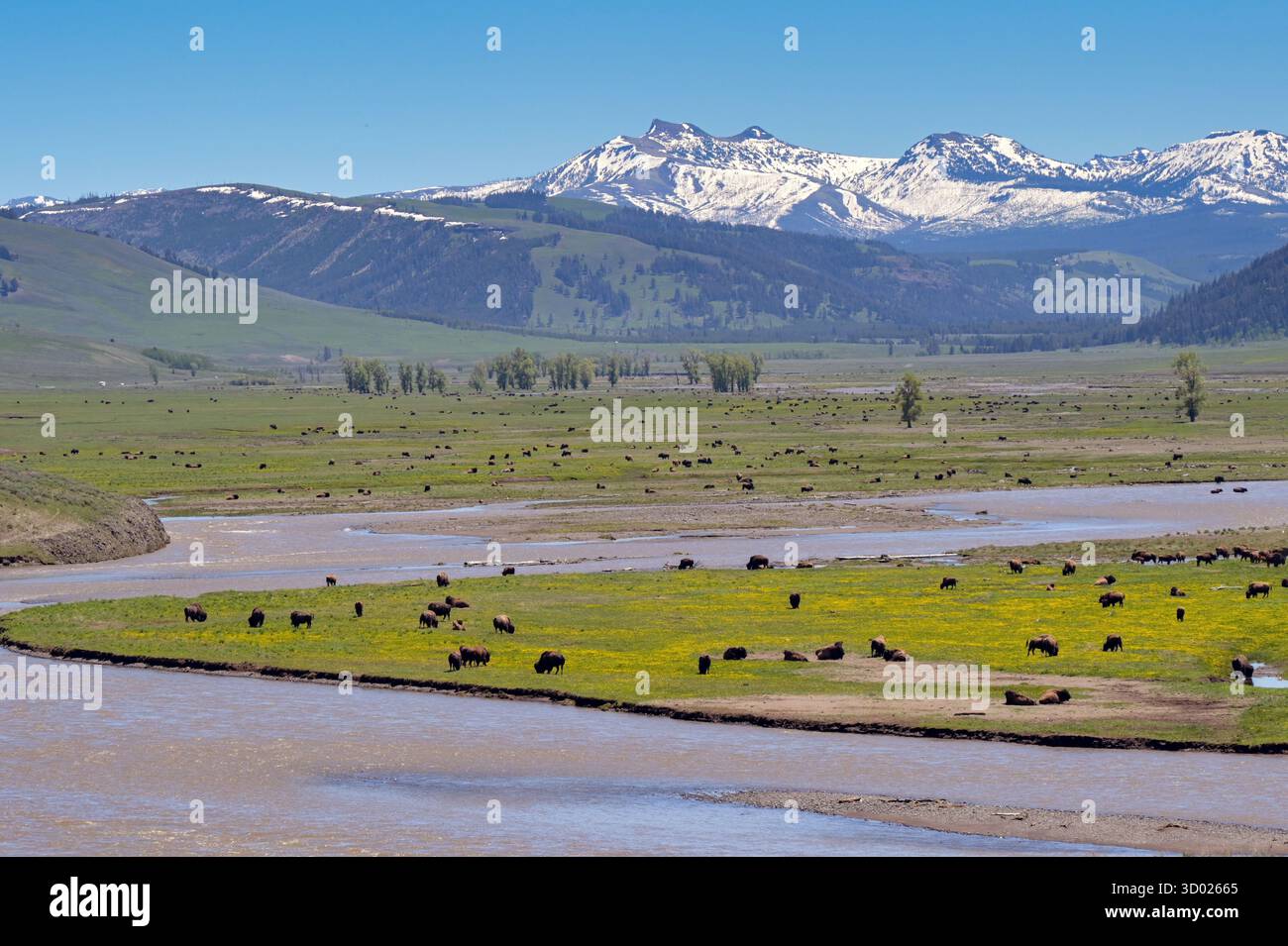 Malerischer Blick auf die grünen, offenen Flächen des Yellowstone-Nationalparks mit Bisons, die auf der Ebene des Tals entlang des Lamar River weiden Stockfoto