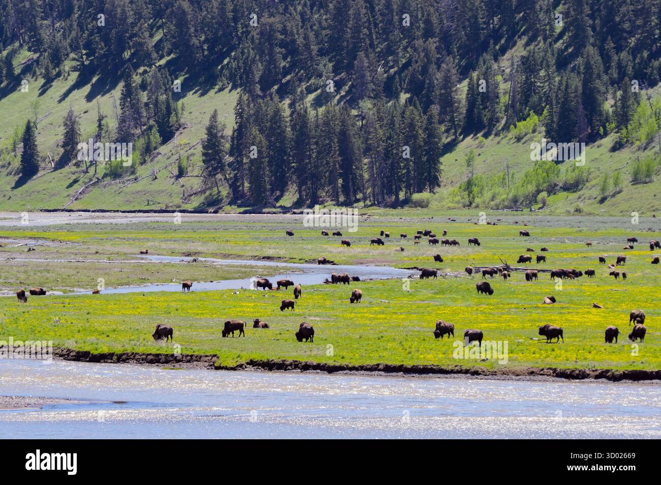 Malerischer Blick auf die grünen, offenen Flächen des Yellowstone-Nationalparks mit Bisons, die auf der Ebene des Tals entlang des Lamar River weiden Stockfoto