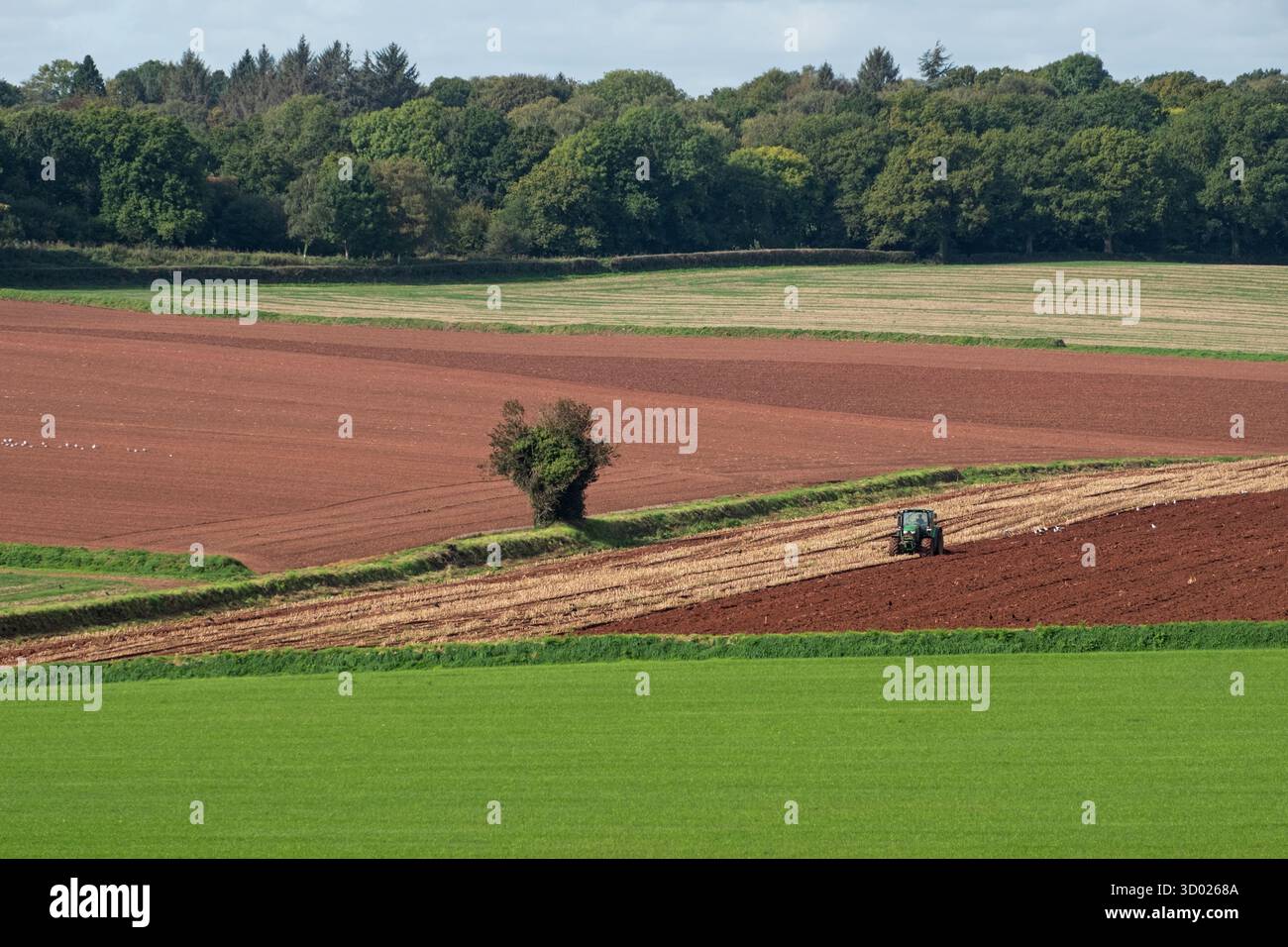Stoppeln werden auf einer Devon Farm nach der Ernte in die Erde verwandelt Stockfoto