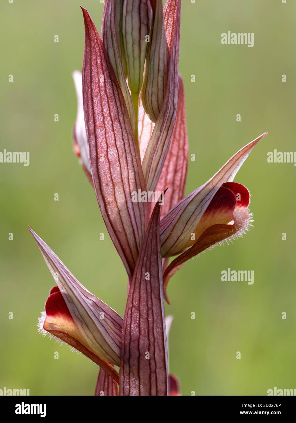 Kleine BlumenzungenOrchidee (Serapias parviflora) Monte Sant' Angelo, Region Gargano, Apulien, Italien Stockfoto