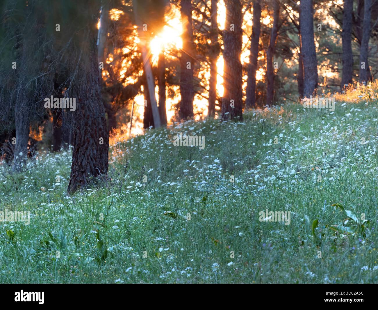 Sonnenuntergang durch Wälder, Peschici, Region Gargano, Apulien, Italien Stockfoto