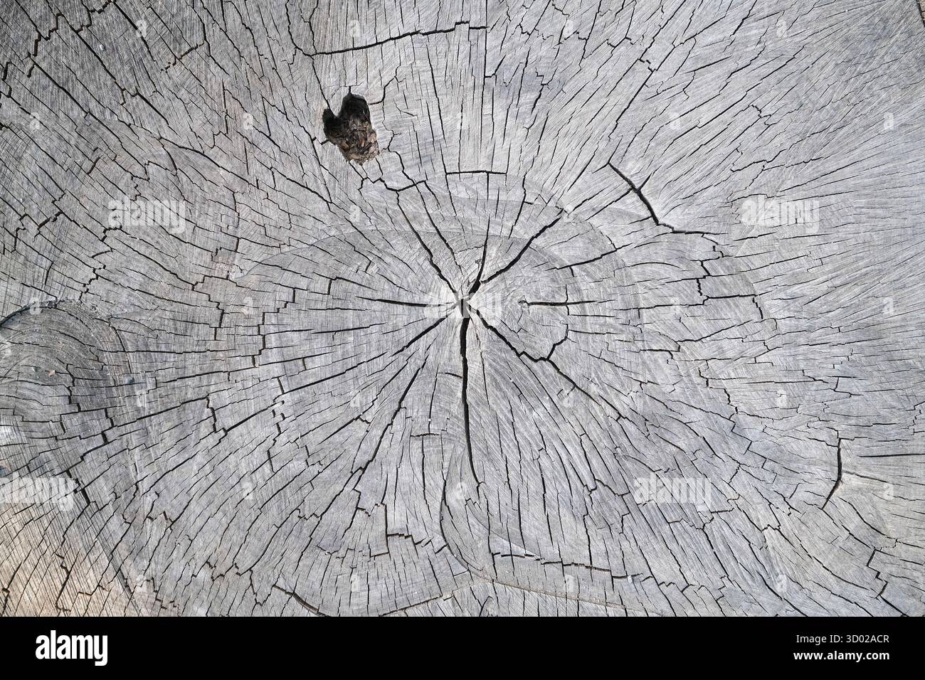 Stück altes Holz verwittertes Holz in grauer Farbe Stockfoto