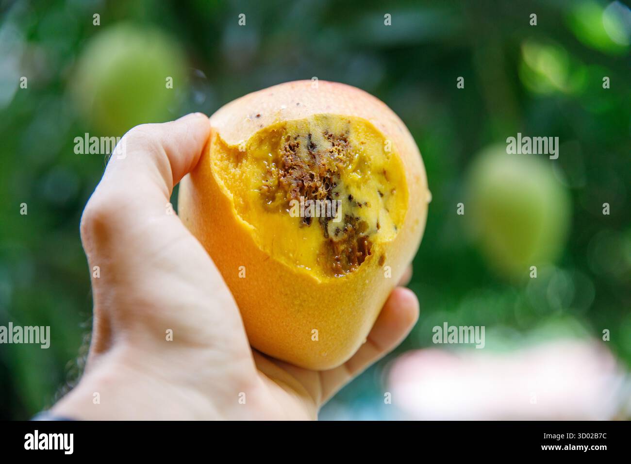 Eine Hand hält eine reife Mango mit beißenden Beißen und offenbart ihr saftiges Fleisch und ihre lebendige Frische für ein herrliches Erlebnis Stockfoto