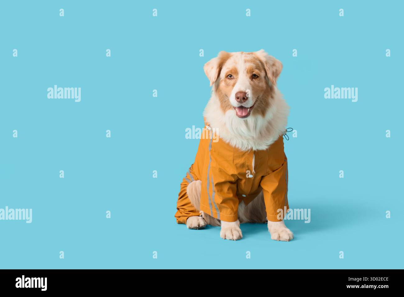 Niedlicher australischer Schäferhund im Regenmantel auf blauem Hintergrund Stockfoto