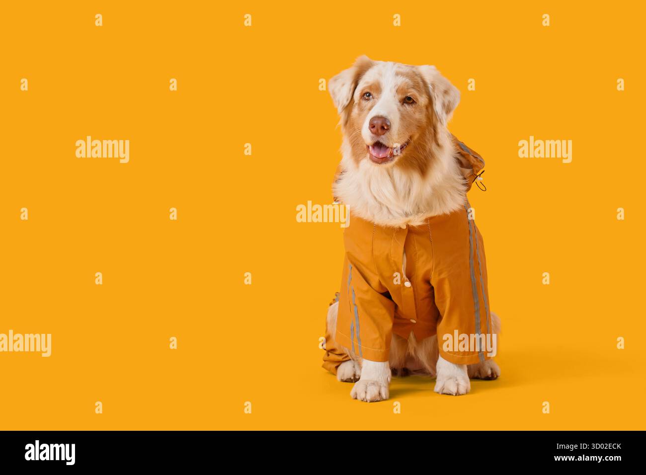 Süßer australischer Schäferhund im Regenmantel auf gelbem Hintergrund Stockfoto
