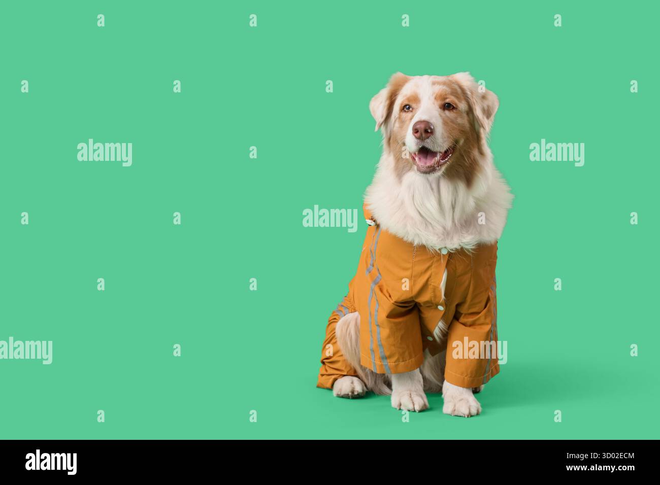 Niedlicher australischer Schäferhund im Regenmantel auf grünem Hintergrund Stockfoto