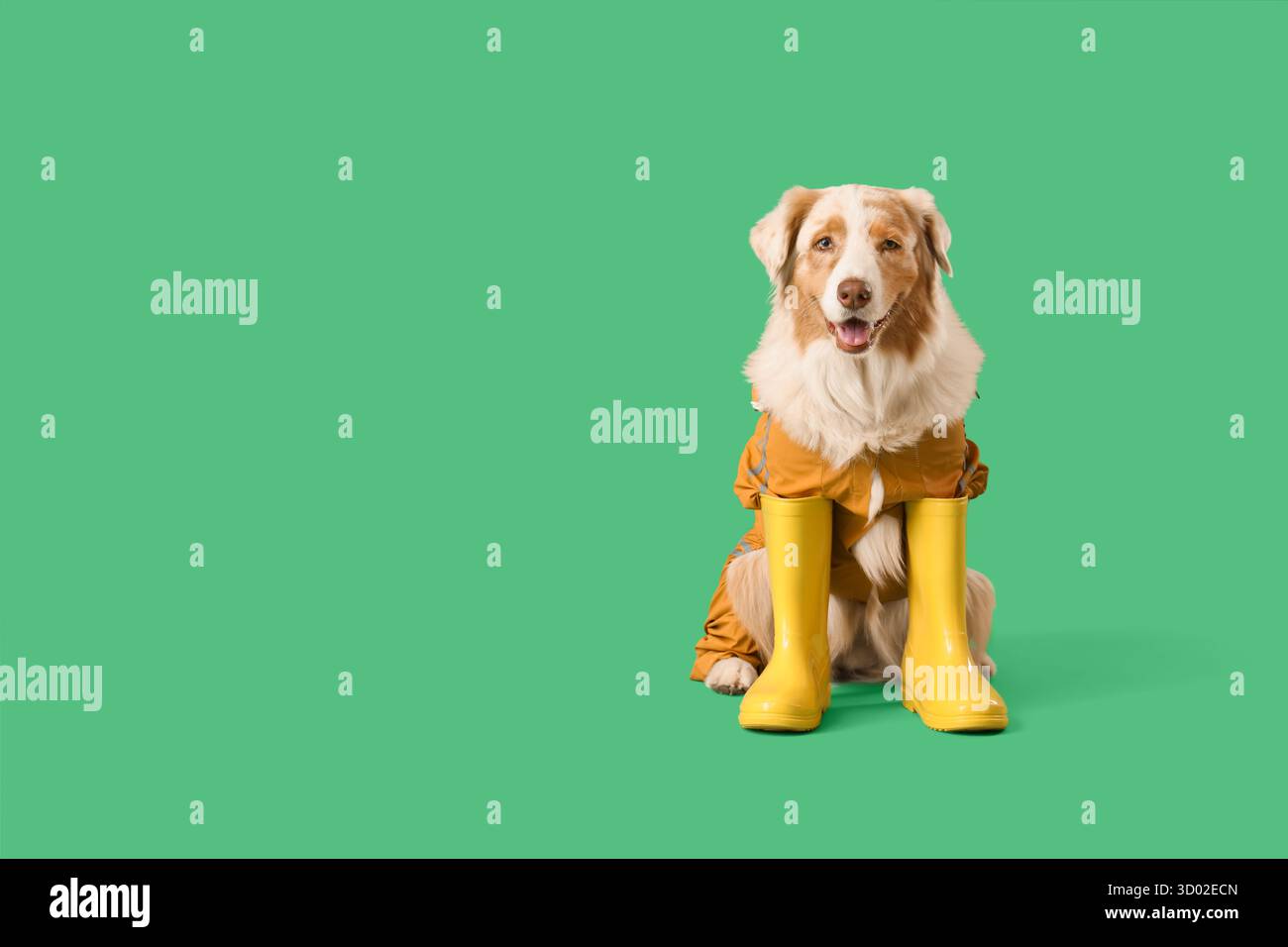 Niedlicher australischer Schäferhund im Regenmantel mit Gummistiefeln auf grünem Hintergrund Stockfoto