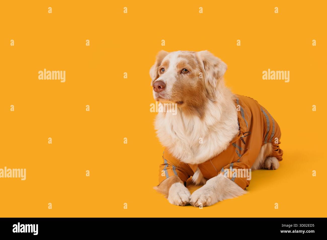 Süßer australischer Schäferhund im Regenmantel auf gelbem Hintergrund Stockfoto