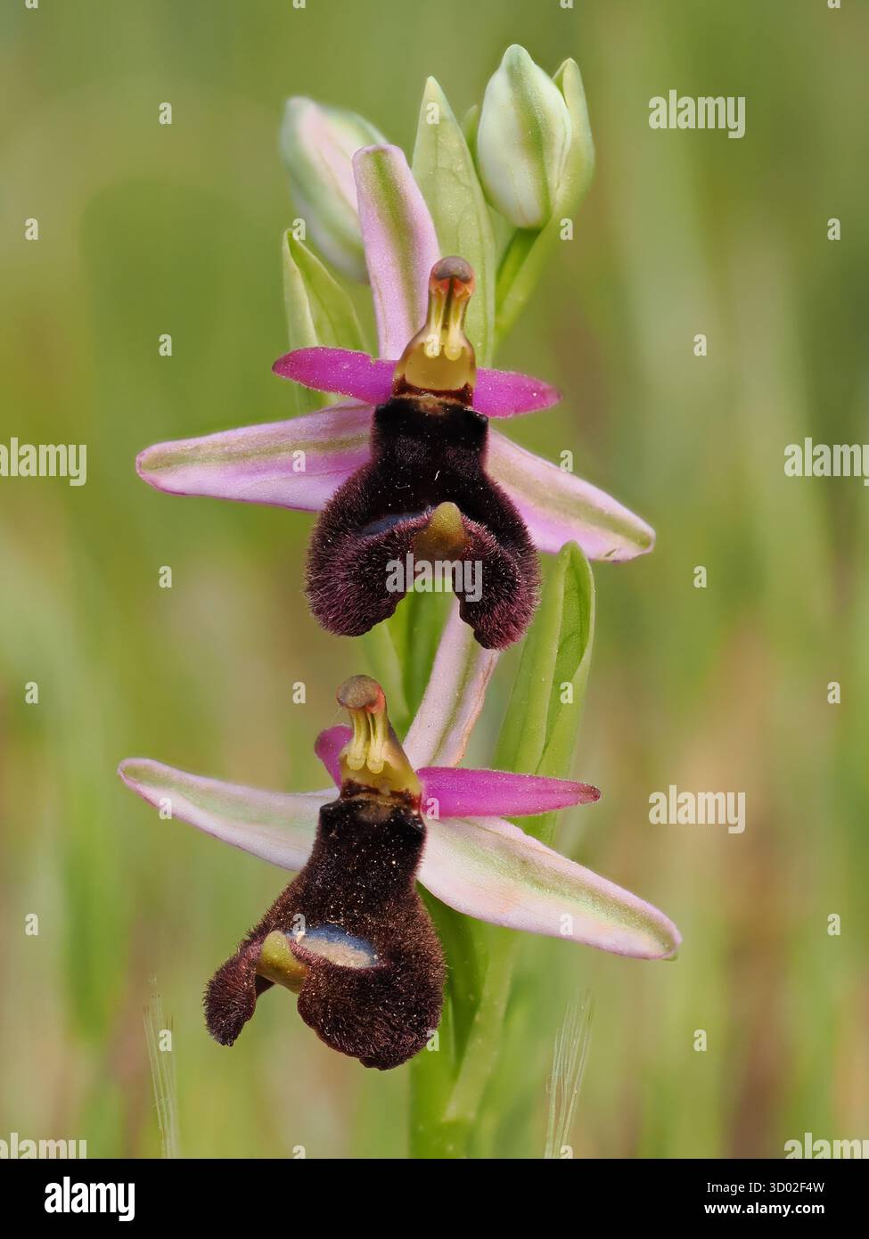 BienenOrchidee (Ophrys saratoi) Monte Sant' Angelo, Region Gargano, Apulien, Italien, Stapelbild Stockfoto