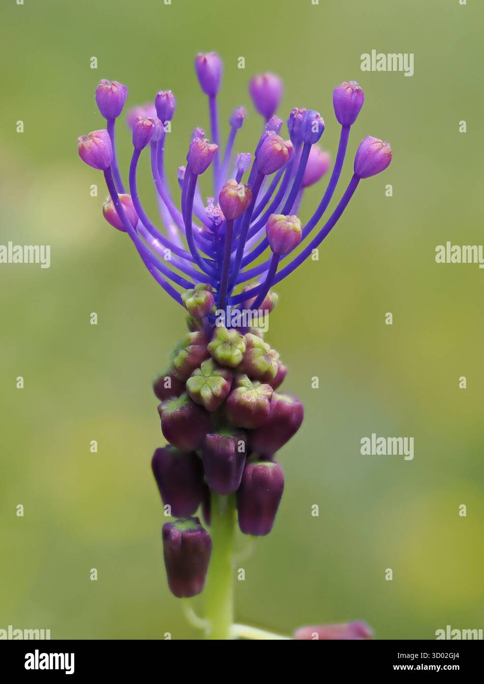 Quaste Traubenhyazinthe (Leopoldia comosa oder Leopoldia muscari) Bosco Spinapulci, Region Gargano, Italien, Stapelbild Stockfoto