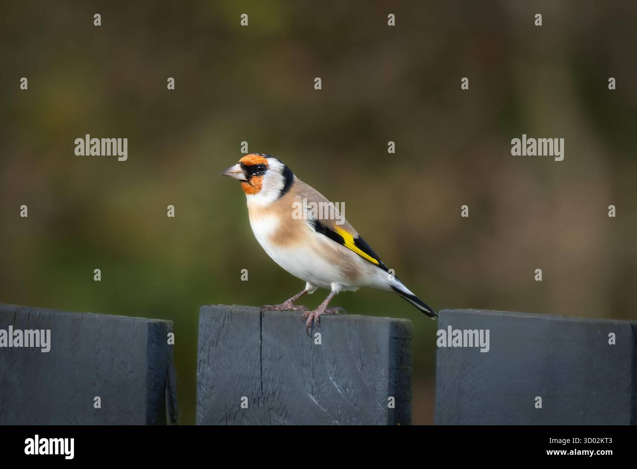 Farbenfroher, kleiner, orangefarbener goldfink mit gelbem Federn, der auf einem Zaun sitzt. Stockfoto