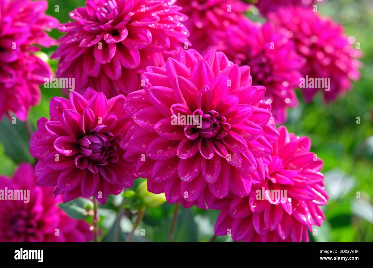 Lila Dahlienblüten mit Regenwassertropfen in einem englischen Garten, norfolk, england Stockfoto