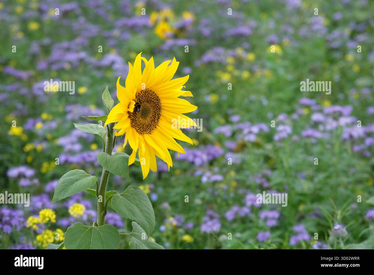 Buntes Wildblumenfeld, burnham Market, Nord-norfolk, england Stockfoto