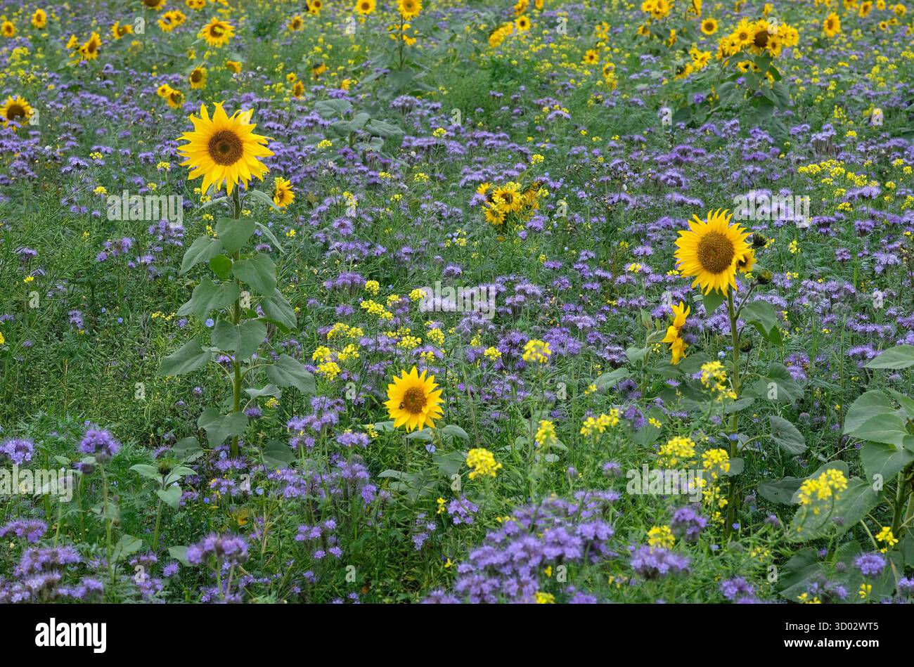 Buntes Wildblumenfeld, burnham Market, Nord-norfolk, england Stockfoto