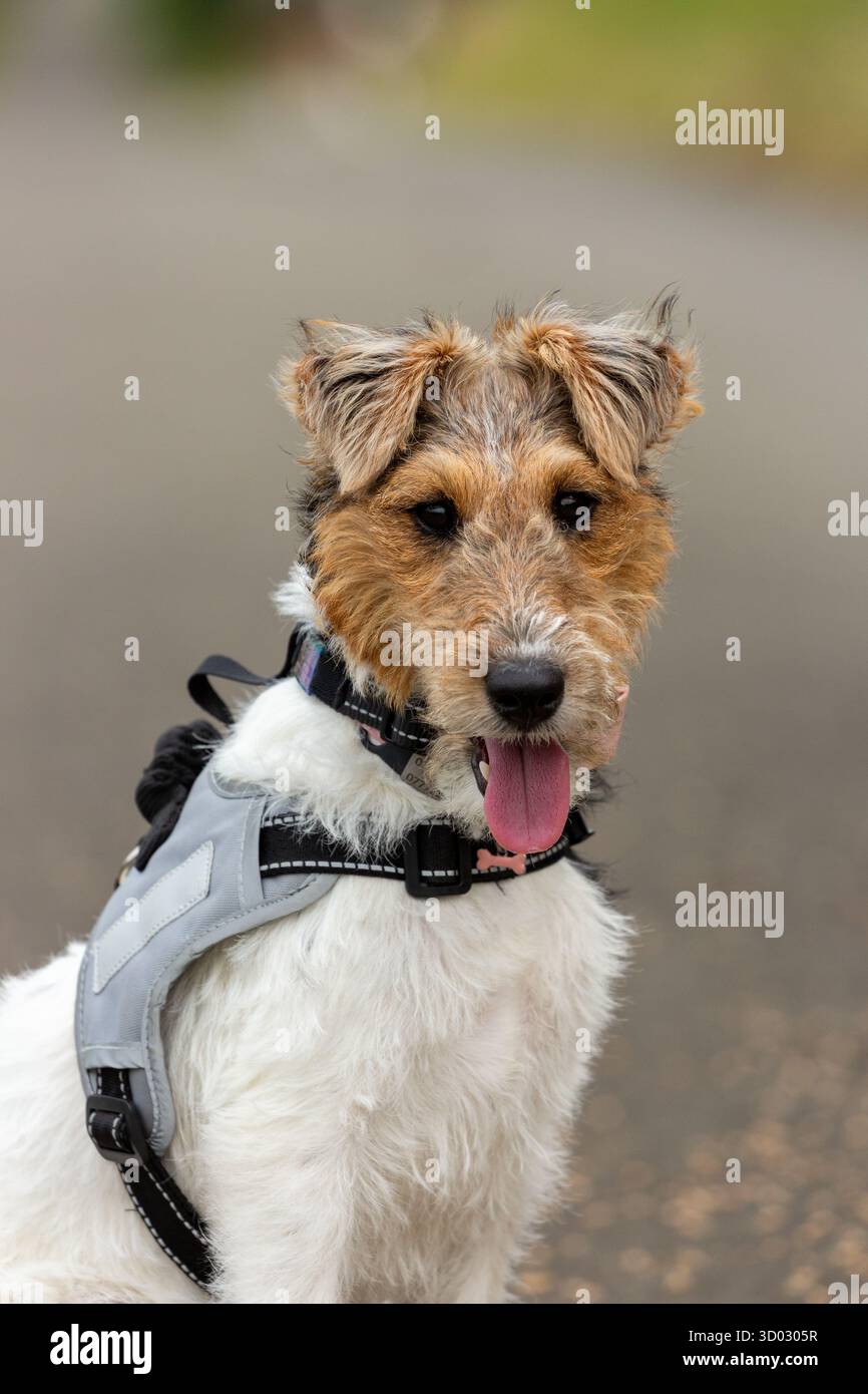 Nahaufnahme eines süßen weiblichen Draht-Fuchs-Terrier-Welpen, der ein Gurtzeug trägt Stockfoto