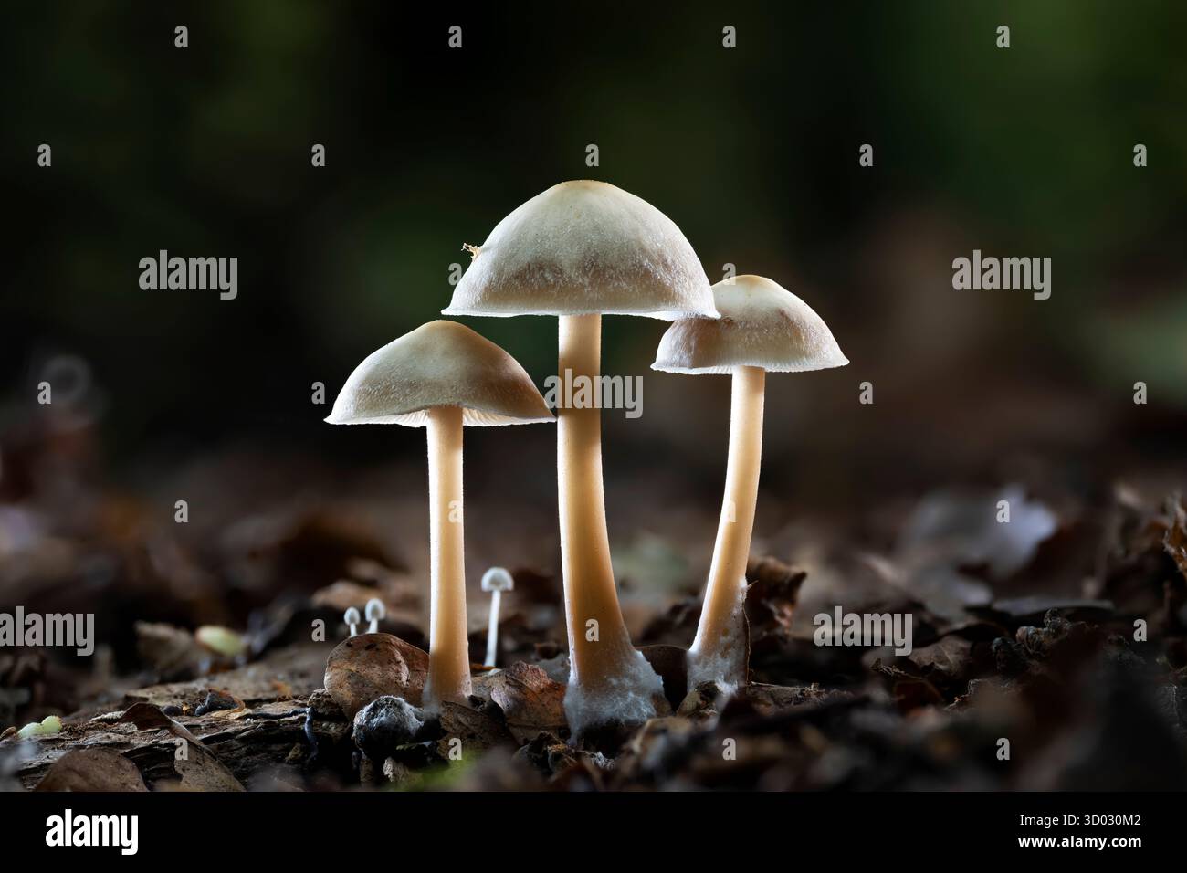 Butter Cap Rhodocollybia butyracea, Ansicht von drei Pilzen, die zusammen unter dem Waldblattstreu wachsen, Nottinghamshire, UK, Oktober Stockfoto