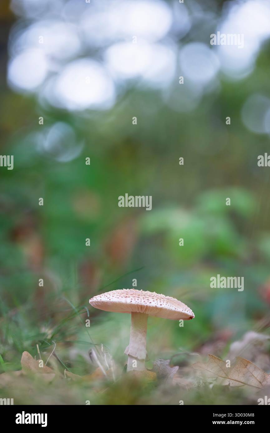 Blusher Amanita rubescens, Portraitaufnahme eines Pilzes, der im Herbst in Nottinghamshire, Großbritannien, Oktober unter Blattstreu in einem Wald wächst Stockfoto