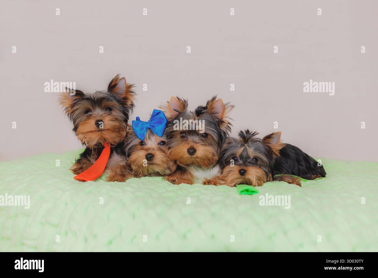 Vier Yorkshire Terrier-Welpen liegen auf einer Minzdecke, einer mit roter Krawatte, einer mit blauer Schleife. Stockfoto