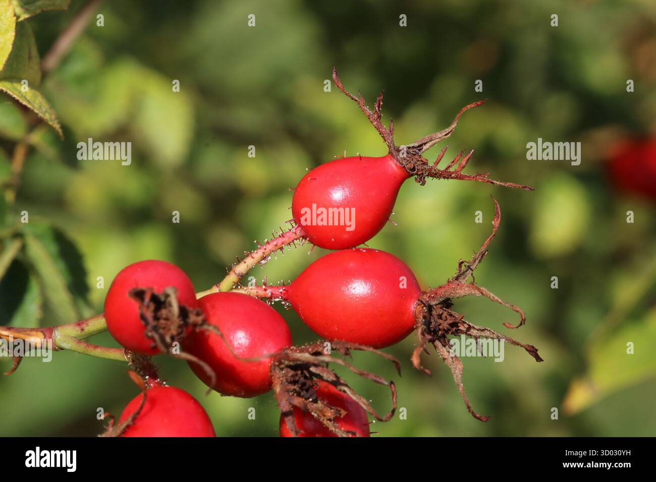 Gruppe von süßen Brüllrosen Hüften mit zurückhaltenden Sepalen und Haaren. Rosa rubiginosa Stockfoto