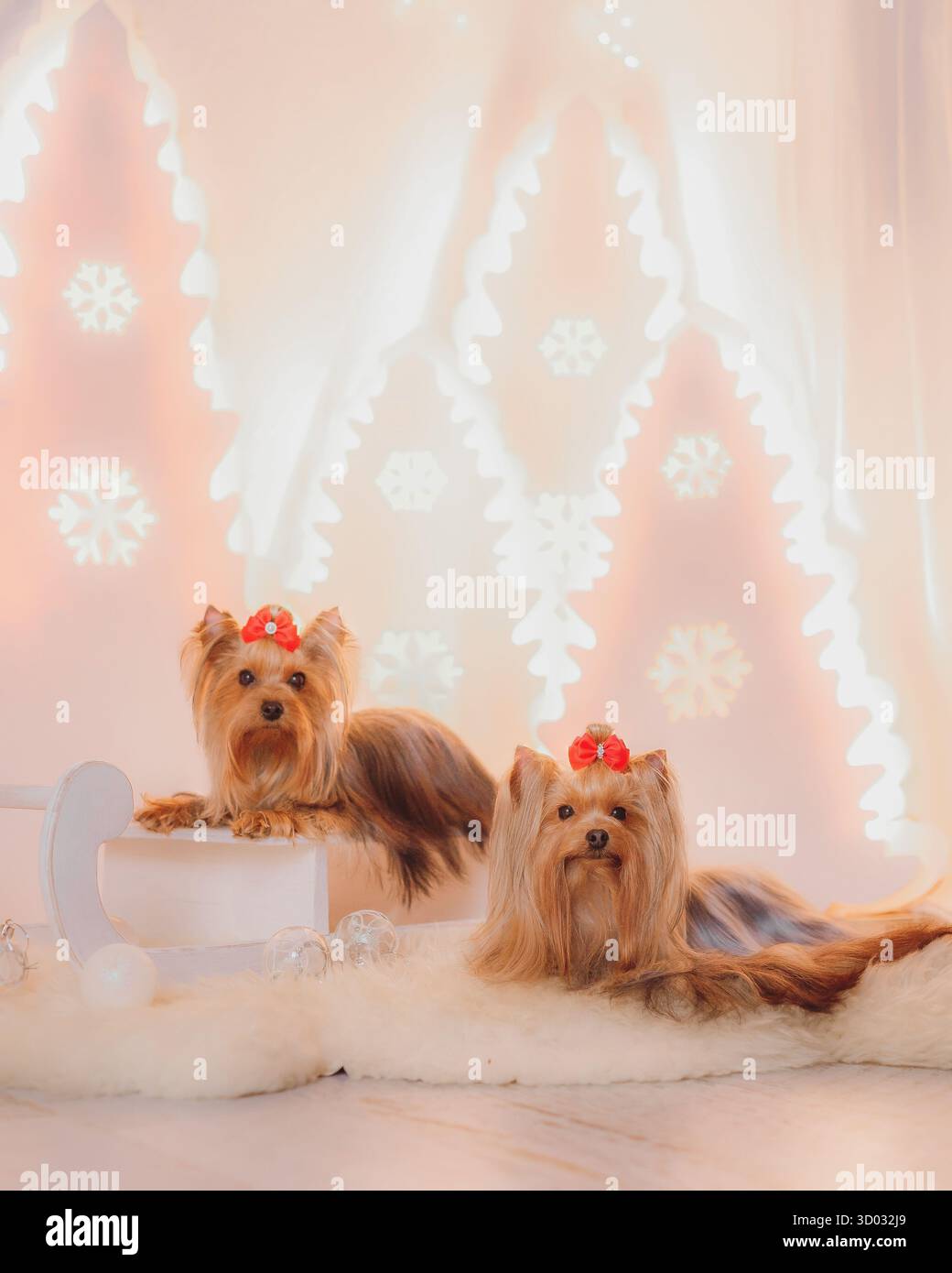Zwei Yorkshire Terrier mit roten Bögen liegen auf flauschigem Teppich neben einem dekorativen Schlitten unter warmen festlichen Lichtern. Stockfoto
