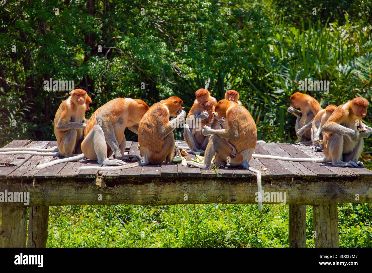 Proboscis Monkey Nasalis larvatus in Mangroven auf Borneo. Lustige große rote Langnasen in der Wildnis. Auf einer kleinen Holzplattform sitzen und essen Stockfoto