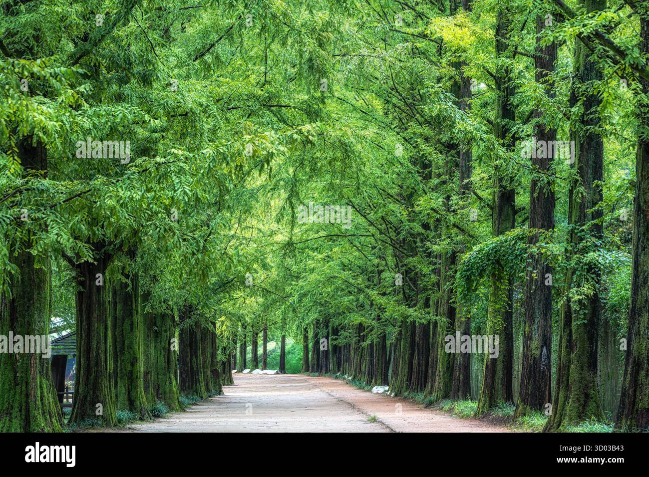 Damyang Metasequoia Road wurde während der Sommersaison genommen. Berühmte Touristenattraktion in Damyang, Südkorea Stockfoto