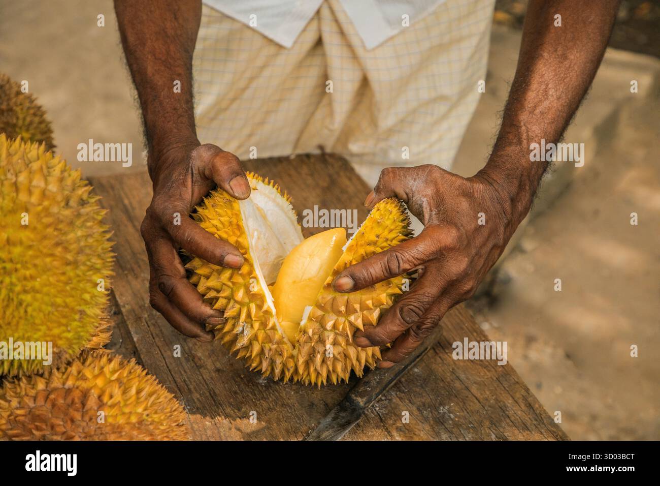 Runde reife gelbe Durianfrüchte, die auf Holztheke im Stapel gefaltet sind, zum Verkauf. Traditionelle Früchte Sri Lankas. Männliche Hände schneiden reife Dura-Früchte in zwei Hälften Stockfoto