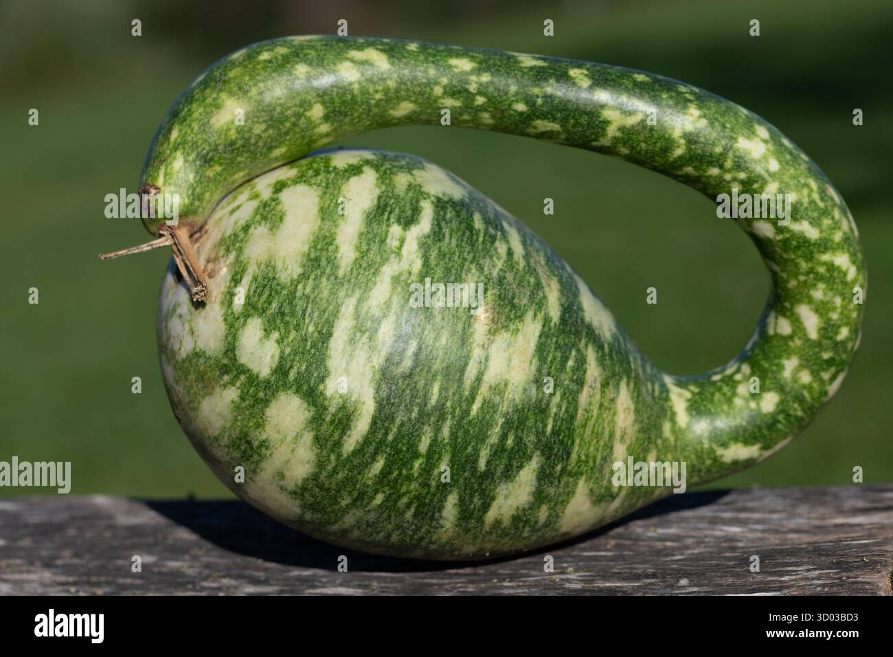 Nahaufnahme eines grünen Flaschenkürbis, der auf einem verwitterten Baumstamm liegt. Der Hintergrund ist grün. Stockfoto Nahaufnahme eines grünen Flaschenkürbis, der auf einem verwitterten Baumstamm liegt. Der Hintergrund ist grün. Stockfoto