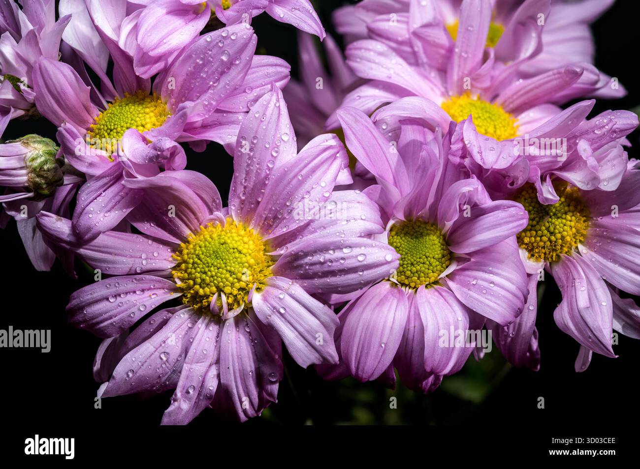 Makrostrauß aus hellvioletten oder lavendelfarbenen Chrysanthemen mit hellgelben Mittelpunkten, mit zarten Wassertropfen auf den Blütenblättern und einem tiefen, schattigen Hintergrund Stockfoto Makrostrauß aus hellvioletten oder lavendelfarbenen Chrysanthemen mit hellgelben Mittelpunkten, mit zarten Wassertropfen auf den Blütenblättern und einem tiefen, schattigen Hintergrund Stockfoto