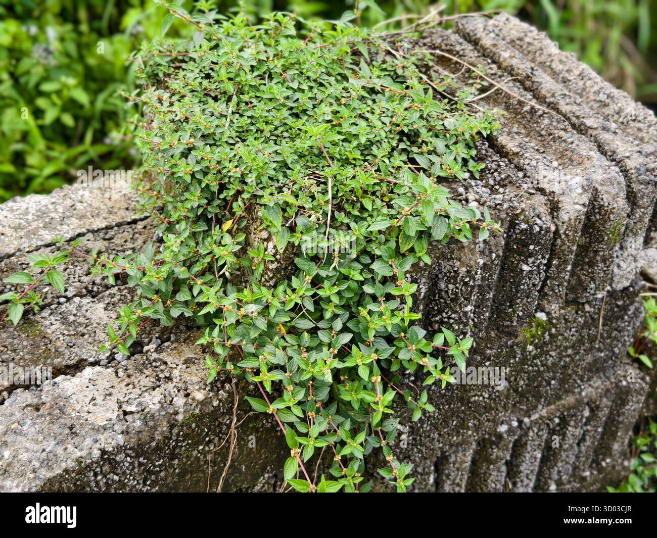 Wildpflanze Parietaria oder ausbreitende Pellitorie, die in Rissen im Gehweg wächst Stockfoto