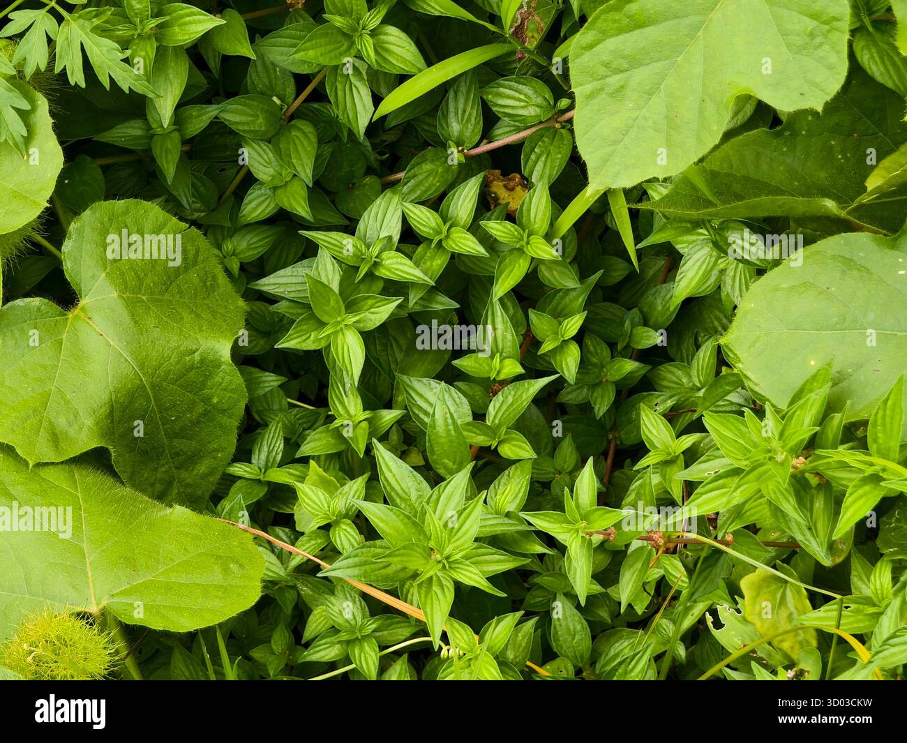 Wildpflanze Parietaria oder sich ausbreitende Pellitorie Stockfoto