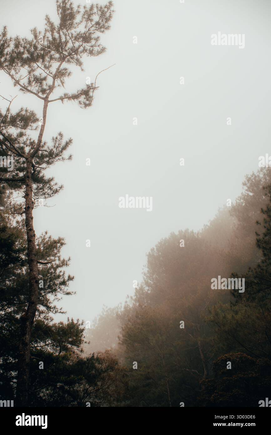 Dieses bezaubernde Bild fängt einen ruhigen Wald ein, der von weichem Nebel umgeben ist. Majestätische Bäume erheben sich anmutig Stockfoto
