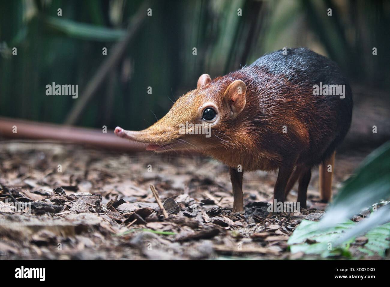 Ein roter Elefantenspitzel in seinem natürlichen Lebensraum. Das kleine, schüchterne Tier mit langem Stamm steht auf dem Waldboden, umgeben von Pflanzen. Stockfoto