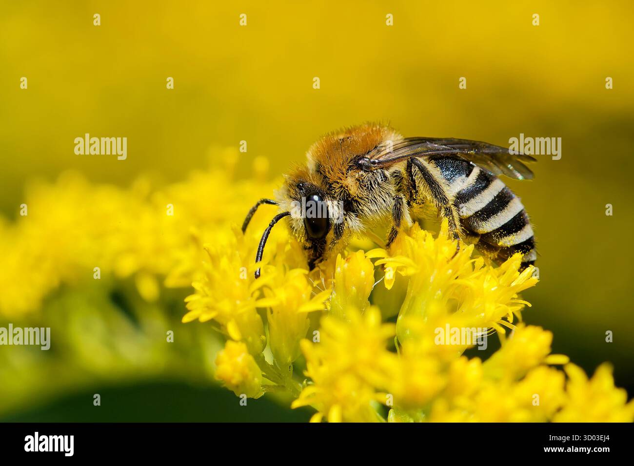 Colletes daviesanus auf einer goldenen Stange Stockfoto