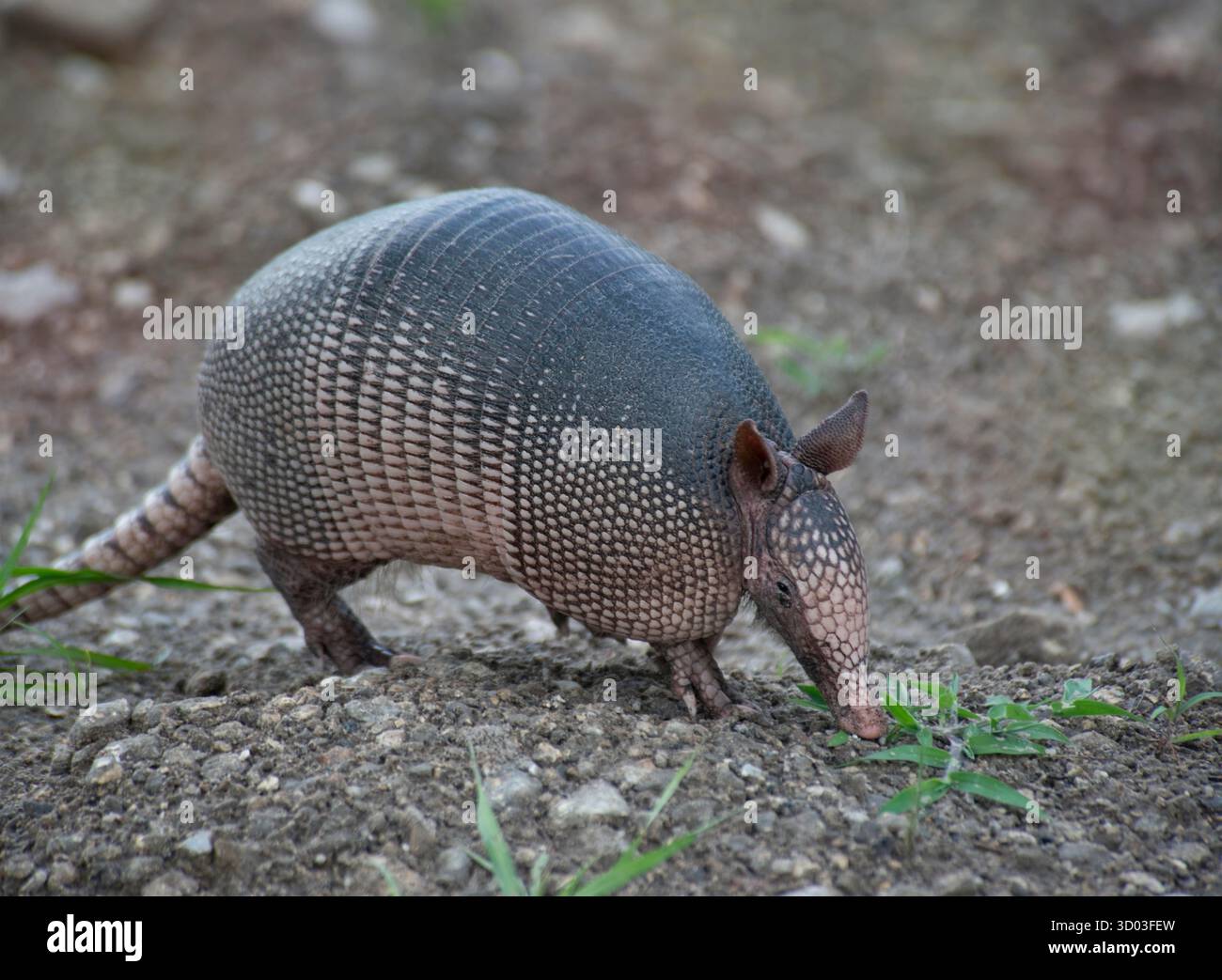 Neun-Banded Armadillo Feeds in Florida Wetland. Stockfoto