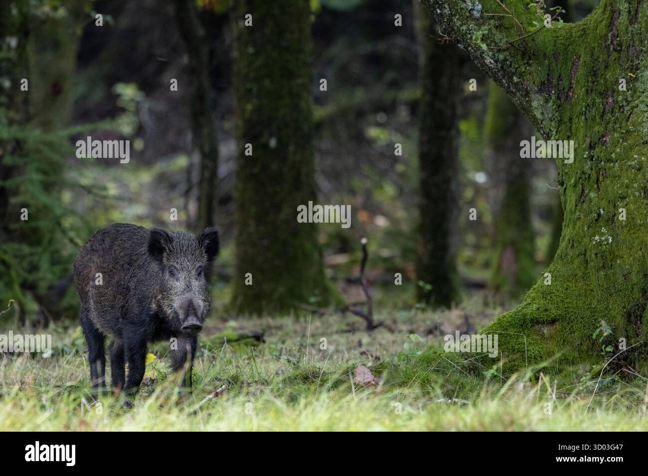 Die ersten herabgefallenen Eicheln haben die Wildschweinbache in den Eichenwald gelockt / die ersten gefallenen Eicheln haben die Wildschweinsau in den Eichenwald gelockt / Sus scrofa Stockfoto Die ersten herabgefallenen Eicheln haben die Wildschweinbache in den Eichenwald gelockt / die ersten gefallenen Eicheln haben die Wildschweinsau in den Eichenwald gelockt / Sus scrofa Stockfoto